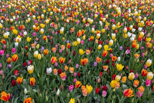 A melange of colorful tulips blooming in a garden