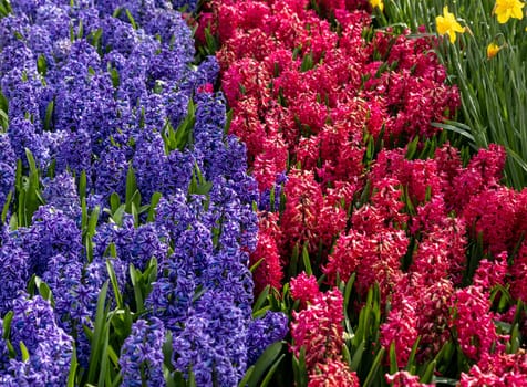 red and blue hyacinths blooming in a garden