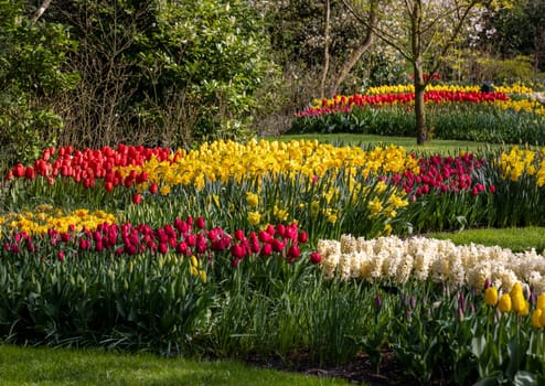 colorful tulips, yellow daffodils and white hyacinths blooming in a garden