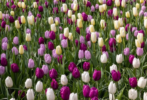 colorful tulips blooming in a garden