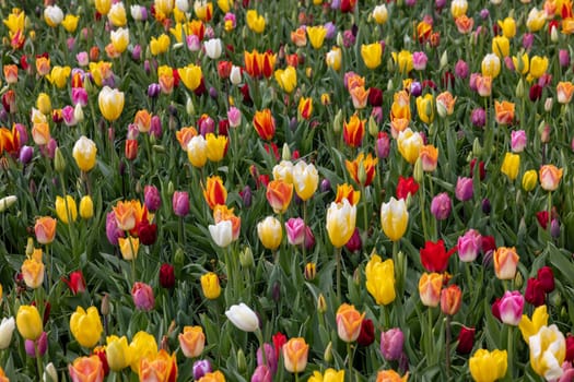 A melange of colorful tulips blooming in a garden