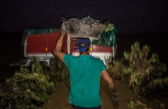 Grape harvester carries the bucket on his head. Grape harvest season scene at night