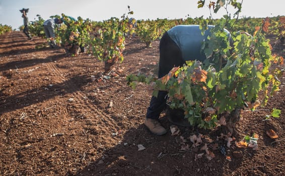 Grape pickers working at harvesting season. One worker carries over his head the bucket