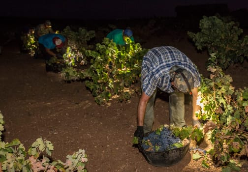 Grape pickers working at night with headlamps. Grape harvest season scene