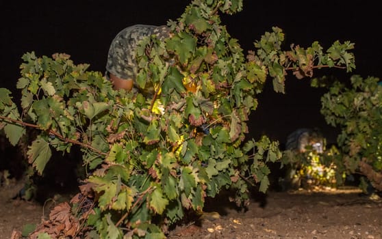 Grape pickers working at night with headlamp. Grape harvest season scene