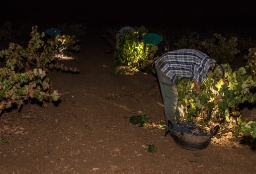 Grape pickers working at night with headlamps. Grape harvest season scene