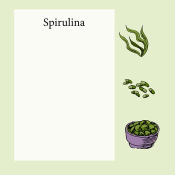 Spirulina template banner or poster in color. Vector illustration can used for cooking recipe page, medical health banner, eco food poster. Hand drawn sketch spirulina algae in vintage style.