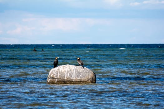 Cormorant birds ( Phalacrocoracidae ) sitting on a large stone on the Baltic Sea coast on the island of Poel near Timmendorf, Germany