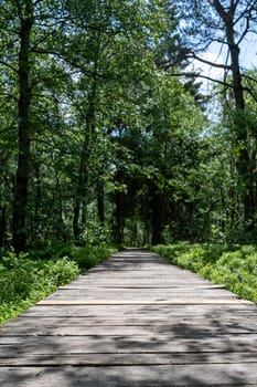 Carpathian birch ( Betula carpatica ) forest with wooden footbridge in the red moor in the high Rhön, Hesse, Germany