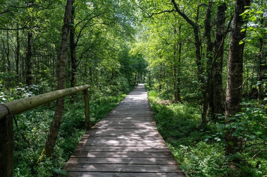 Carpathian birch ( Betula carpatica ) forest with wooden footbridge in the red moor in the high Rhön, Hesse, Germany