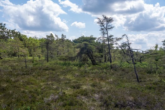 Black moor in the Rhön, Bavaria, Germany