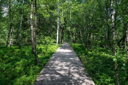 A Carpathian birch ( Betula carpatica ) forest with wooden footbridge in the red moor in the high Rhön, Hesse, Germany
