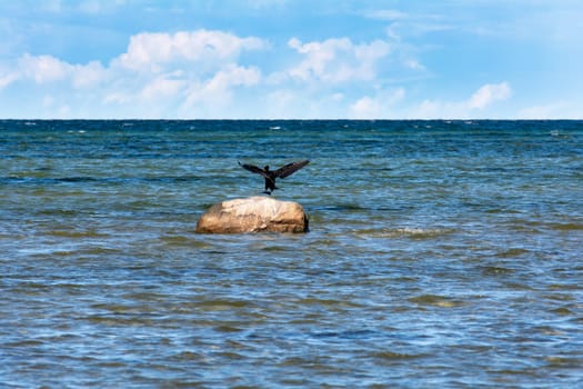 Cormorant bird ( Phalacrocoracidae ) flies on the Baltic Sea coast on the island of Poel near Timmendorf, Germany