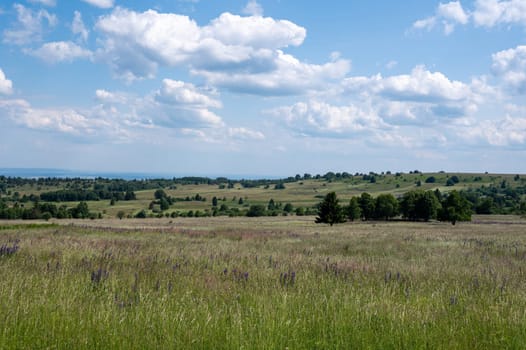 Landscape with green meadows and lupins in the high Rhoen, Bavaria, Germany