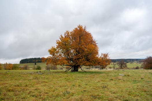 Big tree in a meadow in autumn with orange colors in Hohen Rhoen, Germany