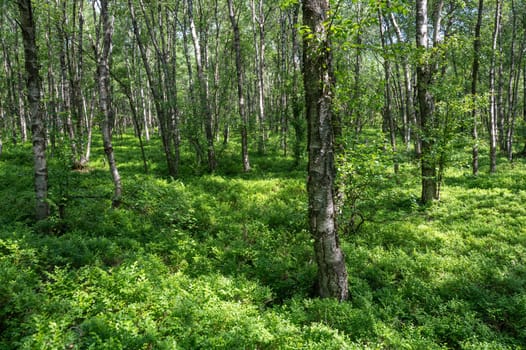 Carpathian birch forest ( Betula carpatica ) in the red bog in the High Rhön, Hesse, Germany