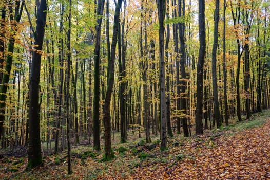 A forest in autumn with lots of leaves