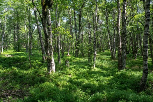 Carpathian birch forest ( Betula carpatica ) in the red bog in the High Rhön, Hesse, Germany