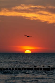 Orang - red sunset over the ocean, with wooden post breakwater and seagulls