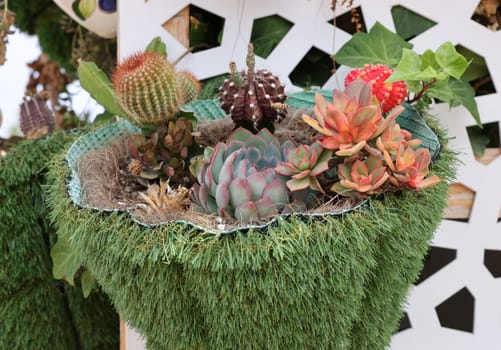 Floristic composition of cacti and sedum on the promenade in Torremolinos. Costa del Sol. Spain
