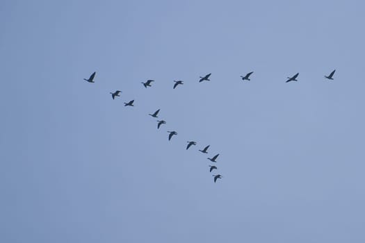 Crane group in the sky in V formation. Migratory birds on their return journey. Animal photo from nature