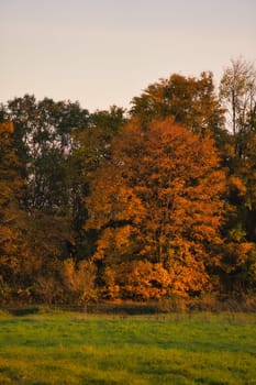 Colorful autumn leaves on the trees. Autumn in the sunshine. Landscape shot from nature