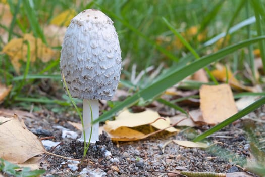 Young crested inkling growing on forest floor between moss and needles. Nature photo from wood