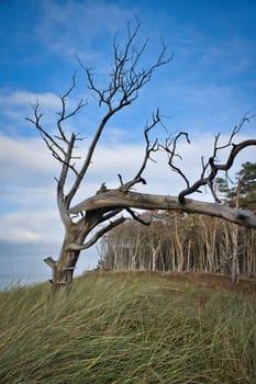 Single tree freely depicted on the coast of the Baltic Sea. A forest in the background. Nature shot at the ocean