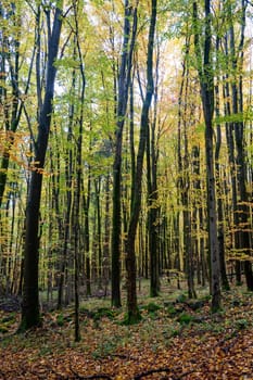 A forest in autumn with lots of leaves