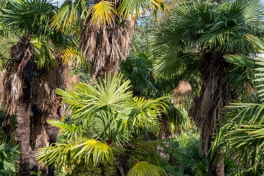a tropical background with green plants close-up
