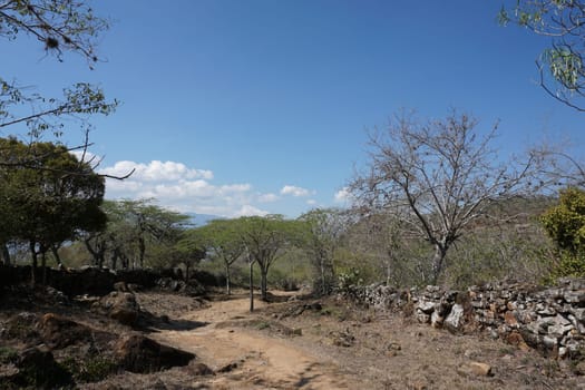 Vegetation along the Camino Real trail from Barichara to Guane, Colombia 2020