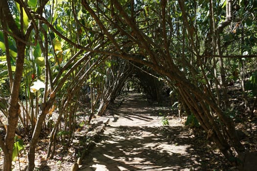 Trees form a tunnel on a path through the Parque Natural El Gallineral, San Gil, Colombia 2020