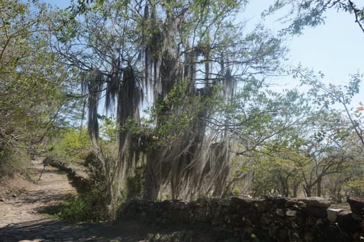 Tree covered with Spanish Moss on the Camino Real Trail from Barichara to Guane, Colombia 2020