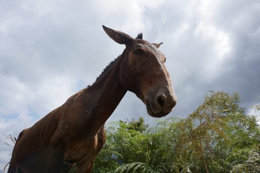 Mule on the Lost City Trek, Ciudad Perdida, close to Santa Marta, Colombia 2020