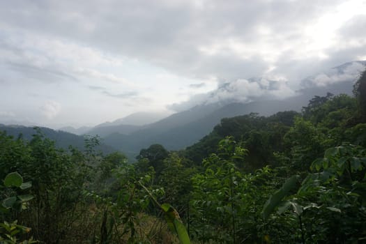The lush rainforest on the Lost City Trek, Ciudad Perdida, close to Santa Marta, Colombia 2020