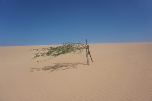 Little tree fighting for survival in Las Dunas del Taroa, famous sand dunes close to Punta Gallinas, La Guajira, Colombia 2020