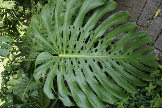 Big monstera leaf in the Botanical Garden of Medellin, Jardin Botanico de Medellin, Colombia 2020