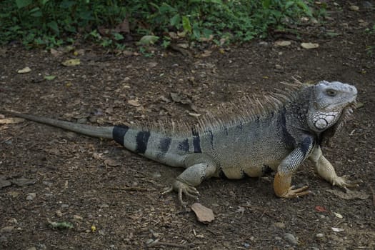Iguana Lizard in the Botanical Garden of Medellin, Jardin Botanico de Medellin, Colombia 2020