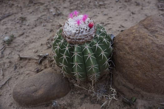 Melon Cactus with pink blossoms and a pink cactus fruit growing between two rocks in the Tatacoa Desert, Desierto de la Tatacoa, Colombia 2020