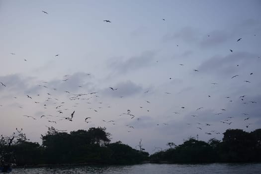 Birds flying over bird island Cabruna close to Rincon del Mar, Colombia 2020