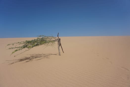 Little tree surviving in Las Dunas del Taroa, famous sand dunes close to Punta Gallinas, La Guajira, Colombia 2020