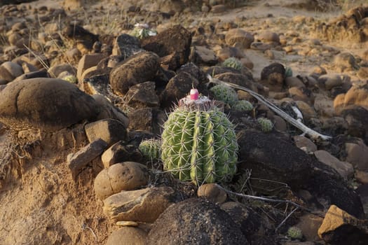 Melon Cactus with pink blossoms and a little pink fruit, typical plant of the Tatacoa Desert, Desierto de la Tatacoa, Colombia 2020