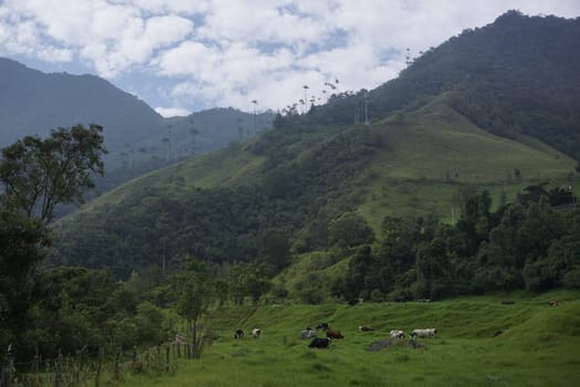 Lush vegetation on the way to the Cocora Valley, Valle de Cocora, close to Salento, Eje Cafetero, Colombia 2020