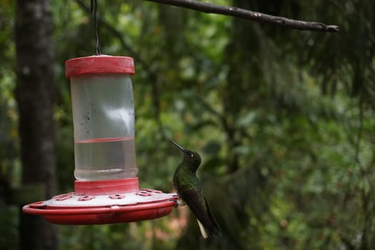 Hummingbird on a nectar feeder close to Valle de Cocora, Cocora Valley, Eje Cafetero, Salento, Colombia 2020