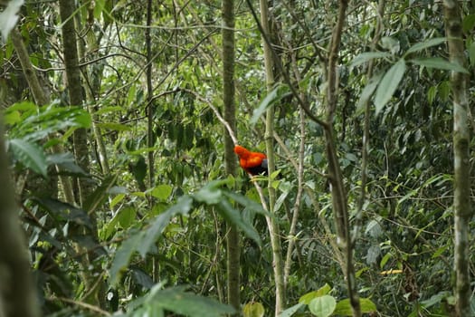 Gallito de las Rocas, famous red bird, spotted in Jardin, Eje Cafetero, Colombia 2020