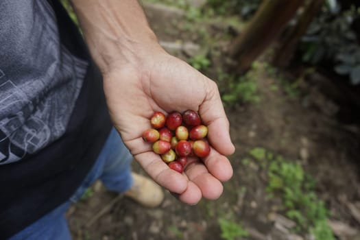 Hand full of raw red coffee beans, freshly picked on a coffee farm close to Salento, Eje Cafetero, Colombia 2020