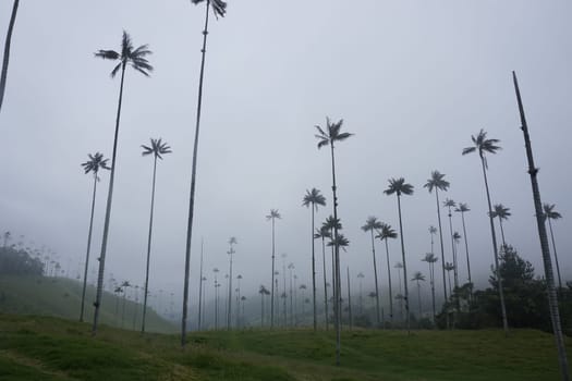 The famous wax palm trees of the Cocora Valley, Valle de Cocora on a foggy day, Eje Cafetero, Salento, Colombia 2020