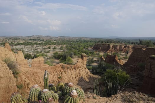 Round shaped melon cactusses on a cliff with the Tatacoa Desert, Desierto de la Tatacoa in the background, Colombia 2020