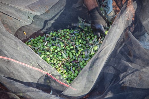Day laborer remove branches from olives collection net. Table olives harvest season scene