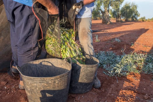 Day laborers transfers olives from collection net to the harvesting bucket. Table olives harvest season scene